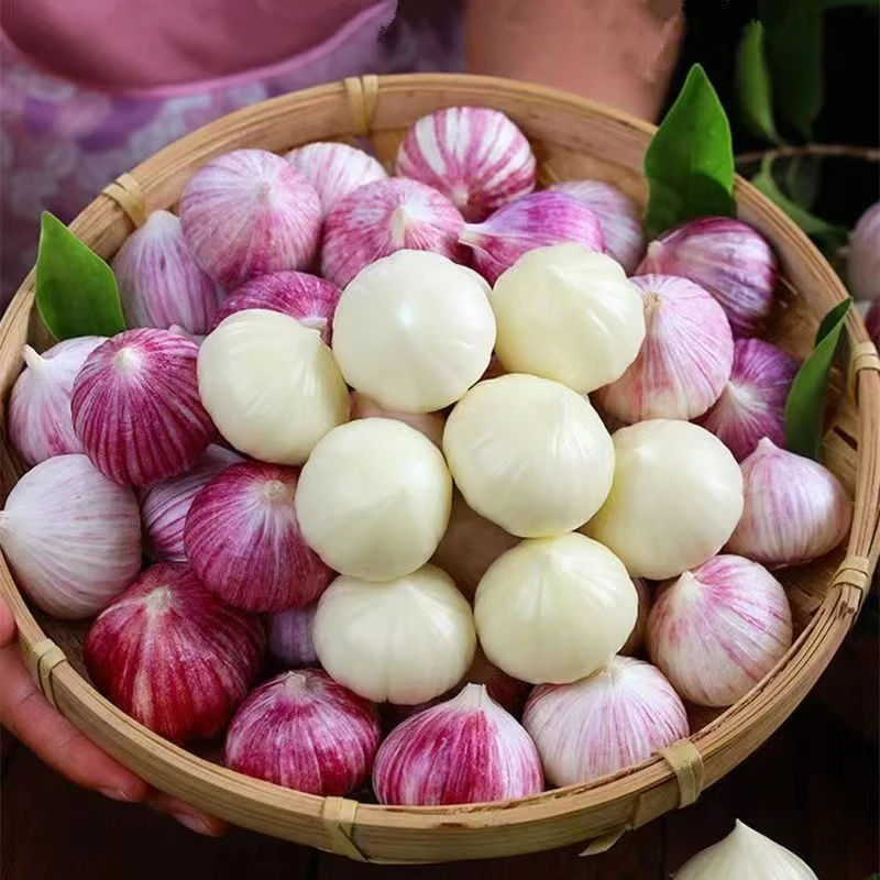 正宗紫皮独头大蒜香辣饱满可腌制高端独头蒜干蒜