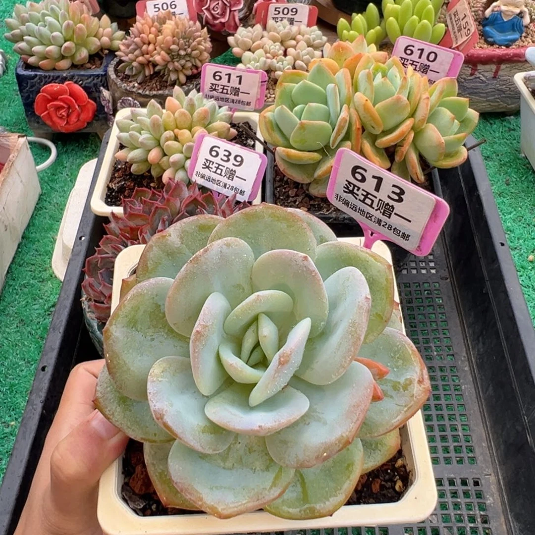 表妹精品多肉植物613.
