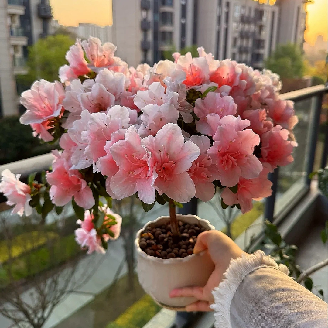 【独杆·小桃红】超爆花杜鹃花 粉色 带花苞庭院阳台盆栽地栽