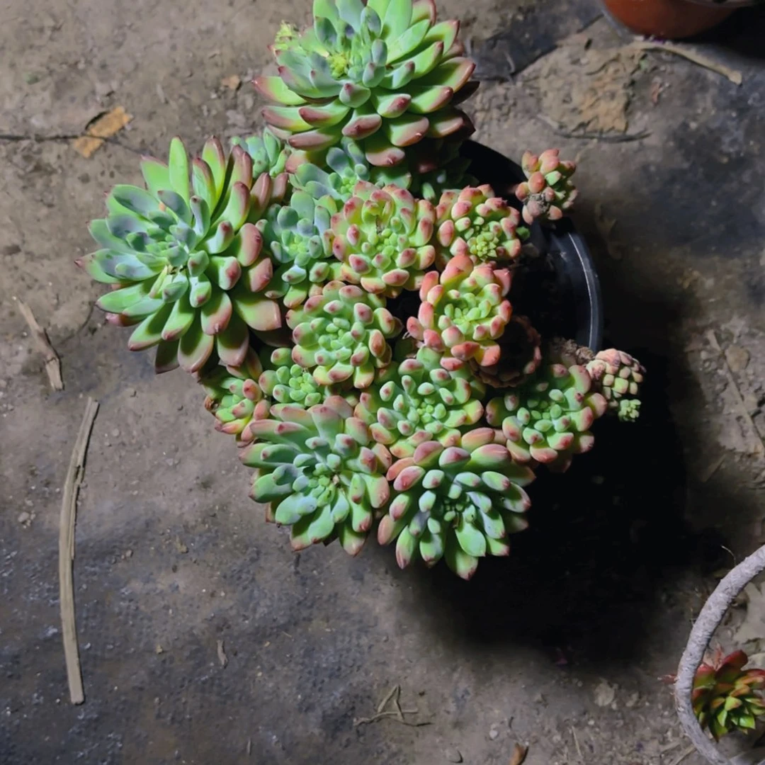 半***?新疆包邮蓝苹果