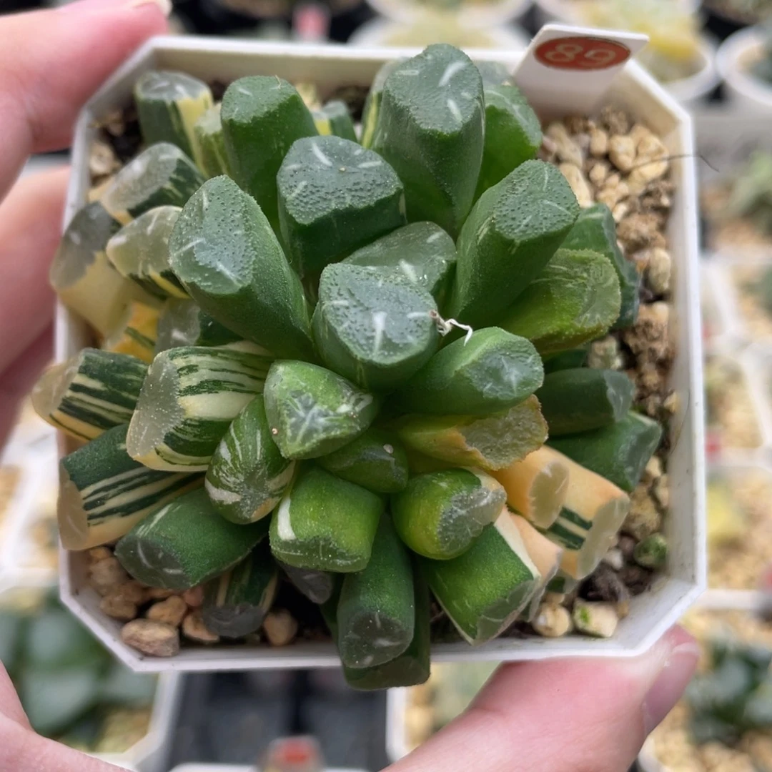 小蔡的菜园89om万象锦