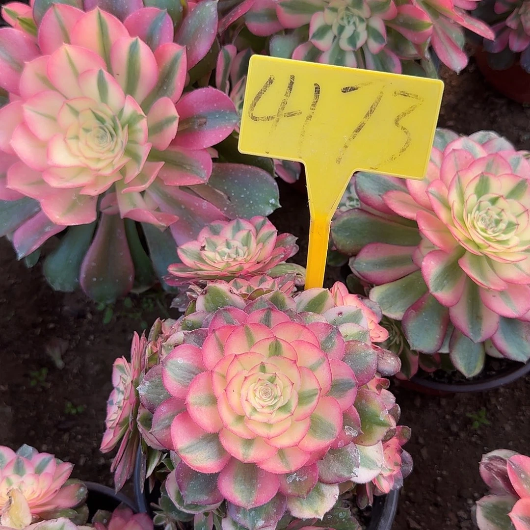 美***卷4173----荔母本多头多肉