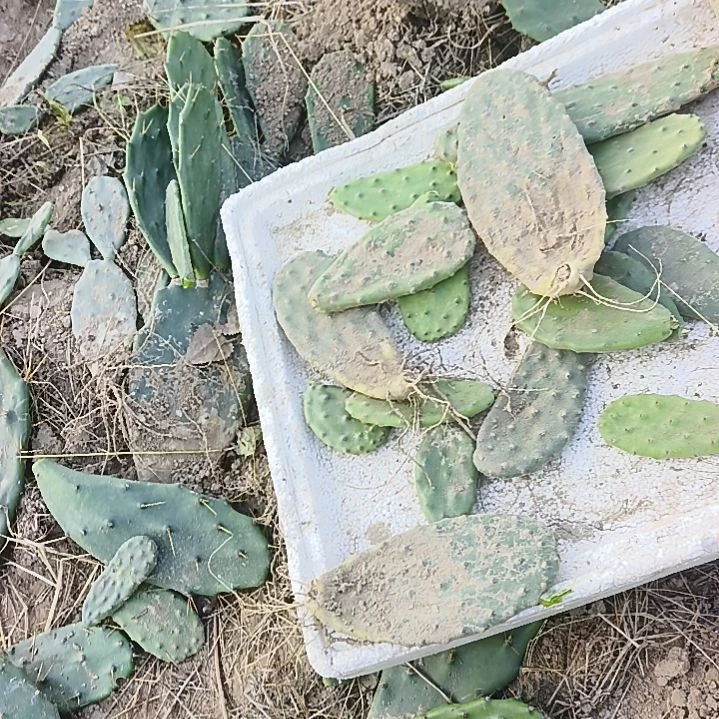 白***源天鹅绒一堆 10个发货