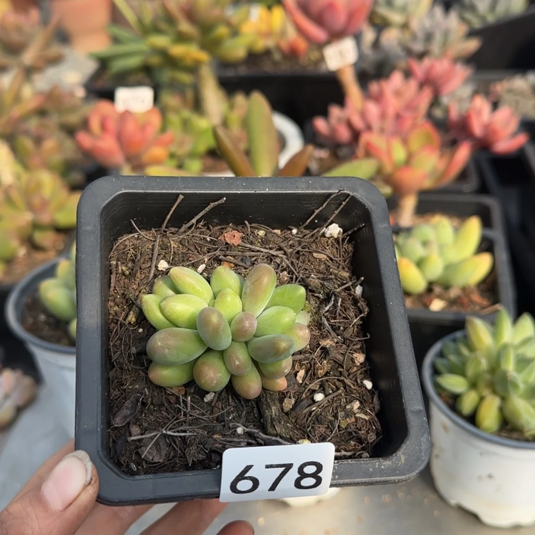 678号一物一拍一物一拍