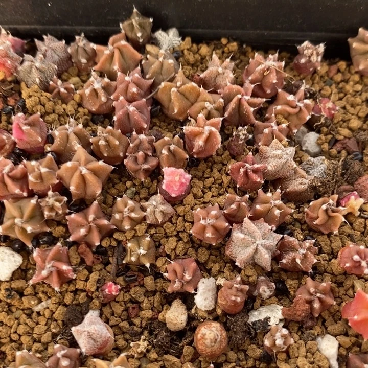 实生五角鸾凤1颗买2送1