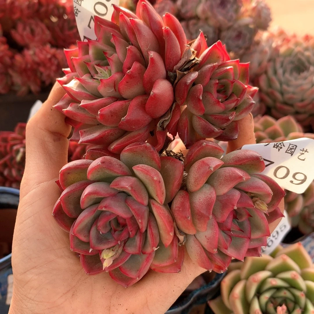 张*然1709-1708两颗杂交多肉