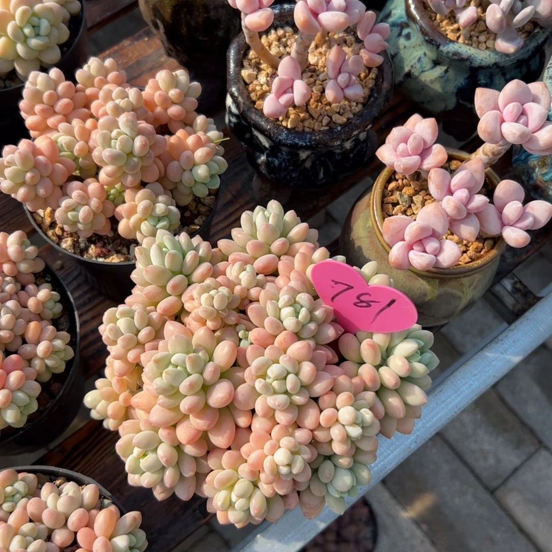 御*?多肉植物一物一拍