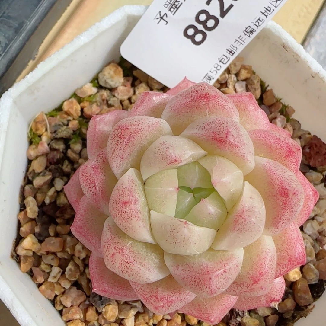 女王，8820多肉植物