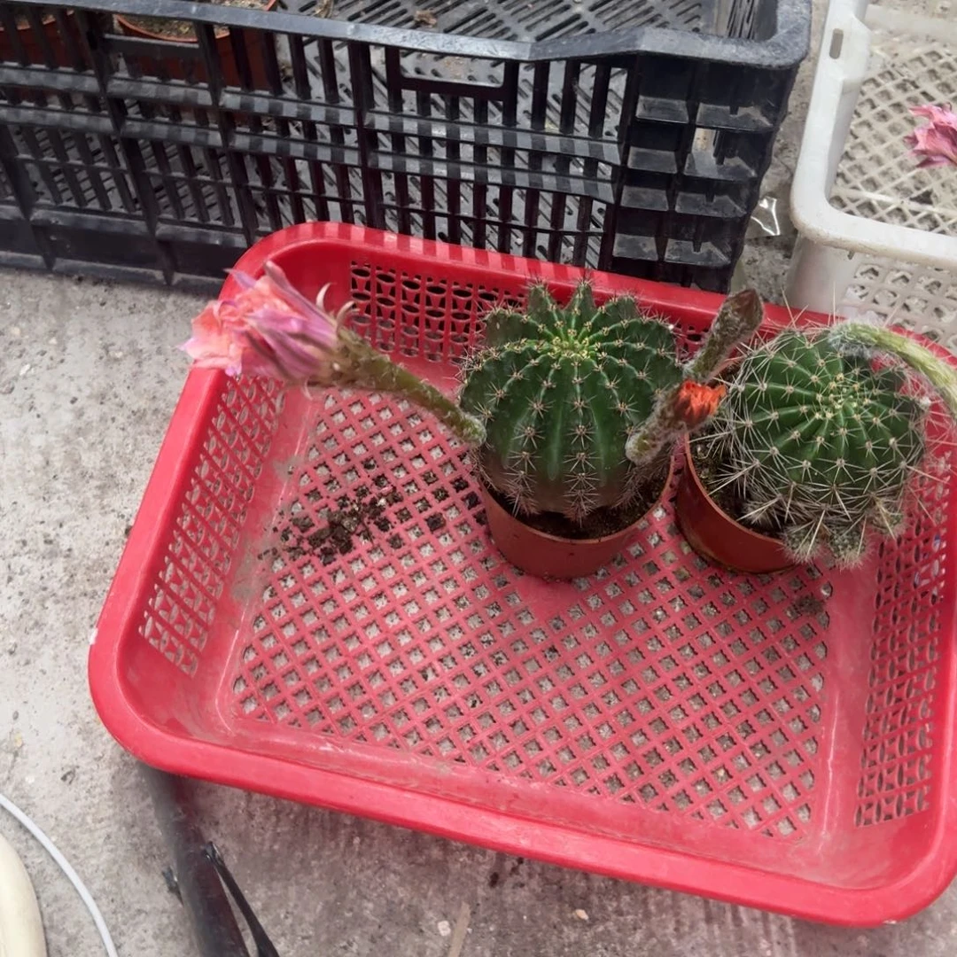 奔***华无花朵彩草哈哈哈哈哈哈哈哈