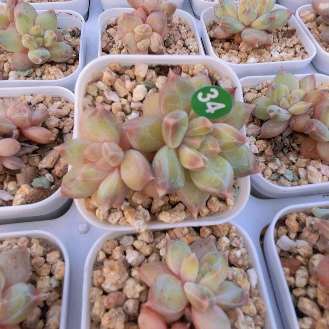 幻影美人 5.2盆口 脱土发