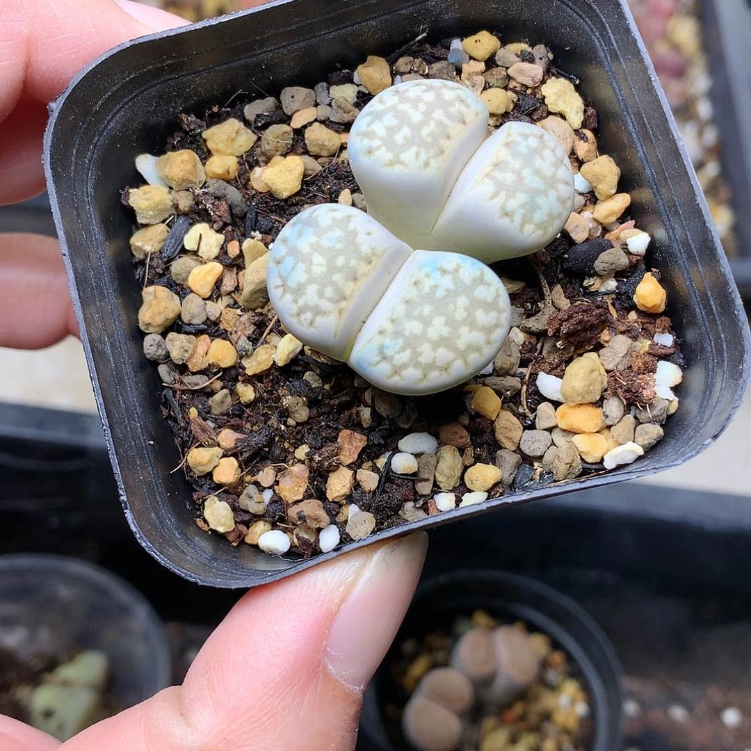 K264多肉植物保护研究所