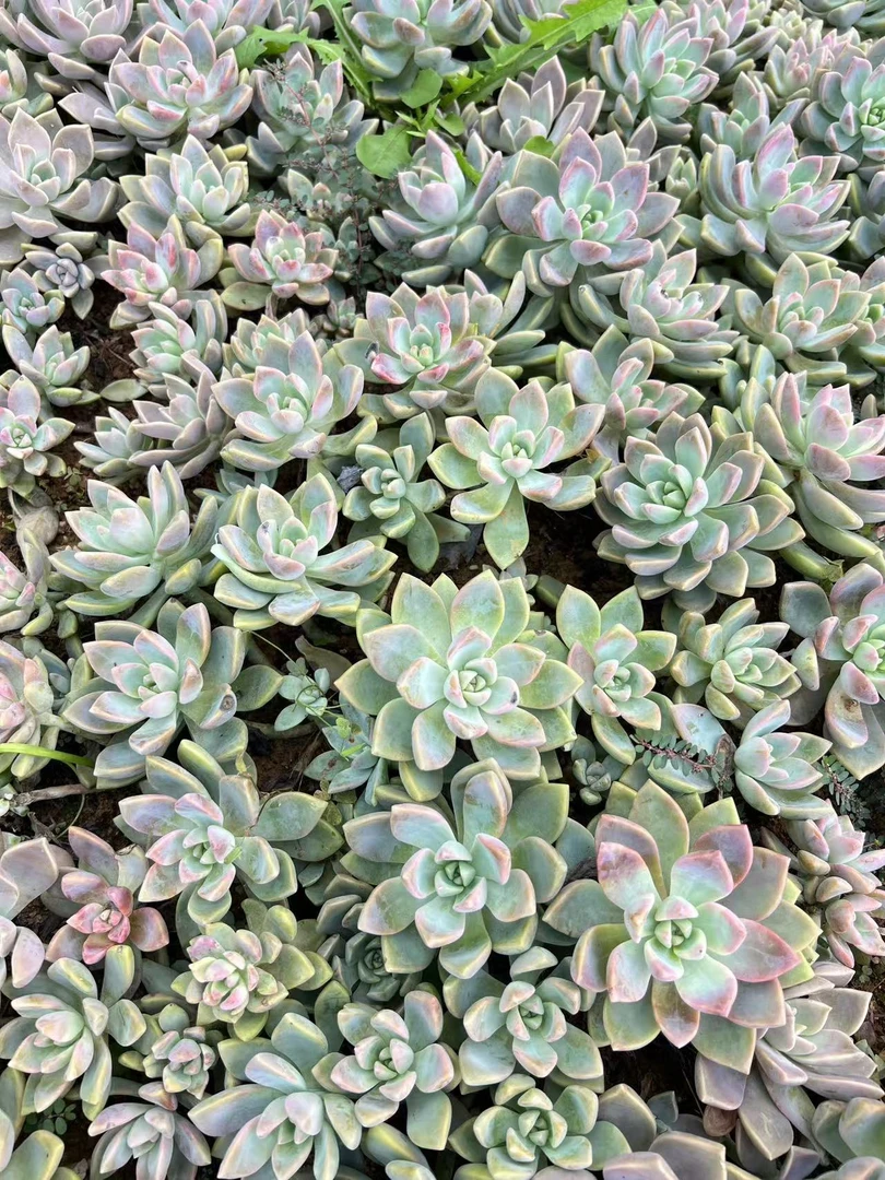 淡雪多肉植物绿植新手好养