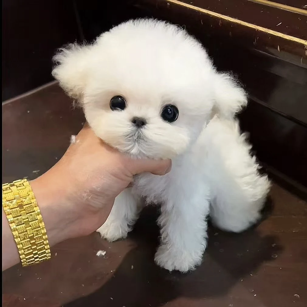 马尔泰小型犬宠物活体幼崽小狗狗