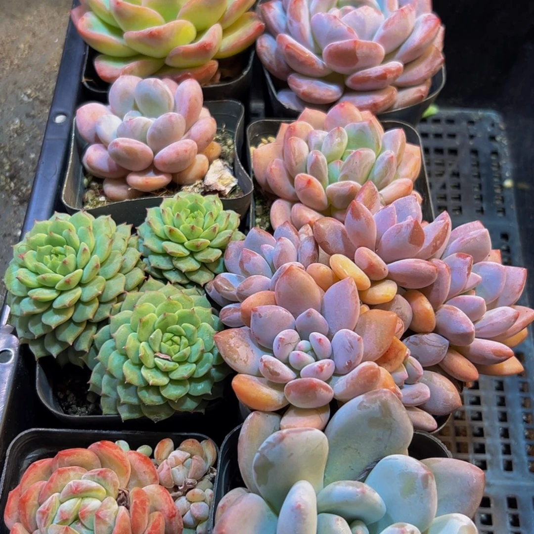 834多肉葡萄干的味道真的