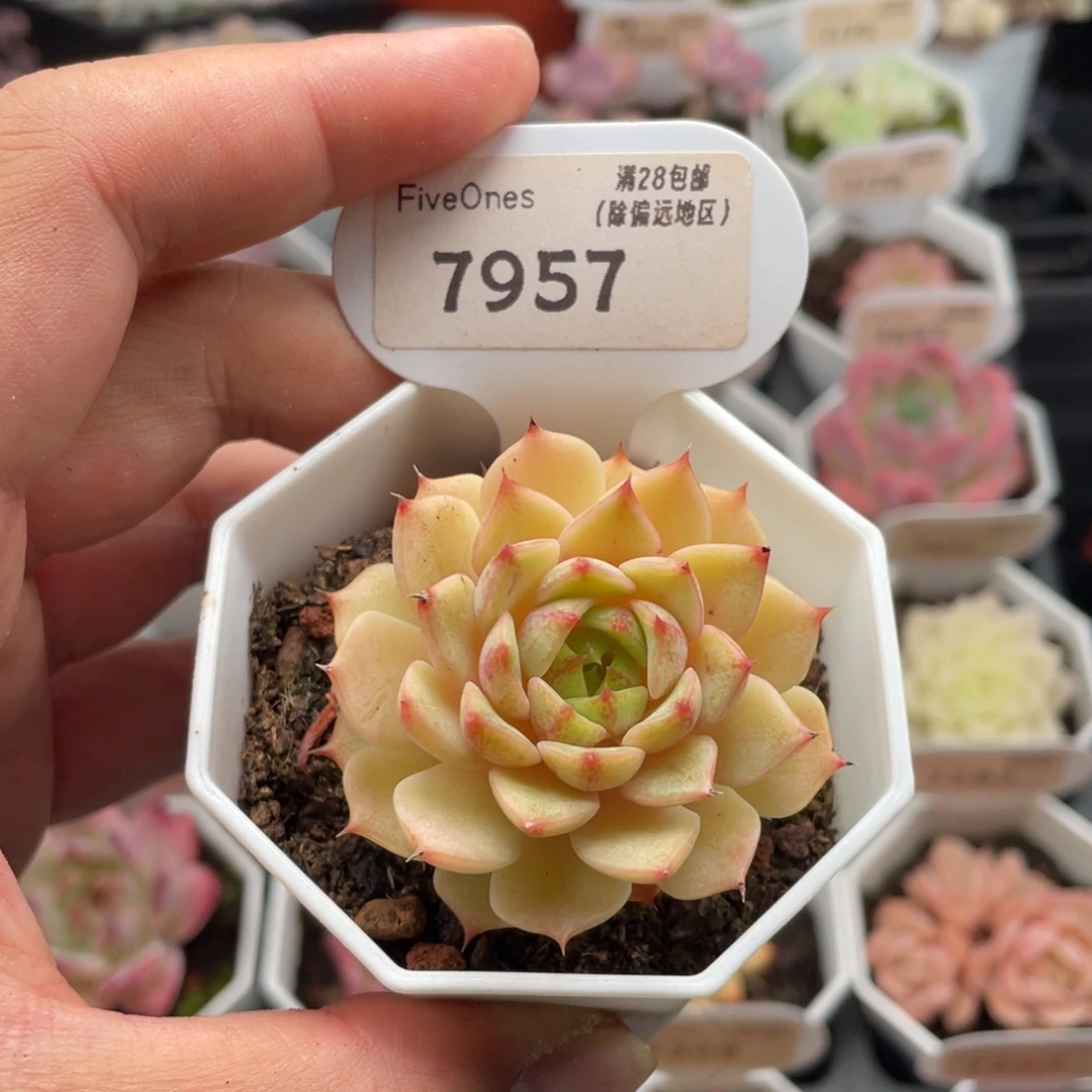 苯巴蒂斯7957-5厘米