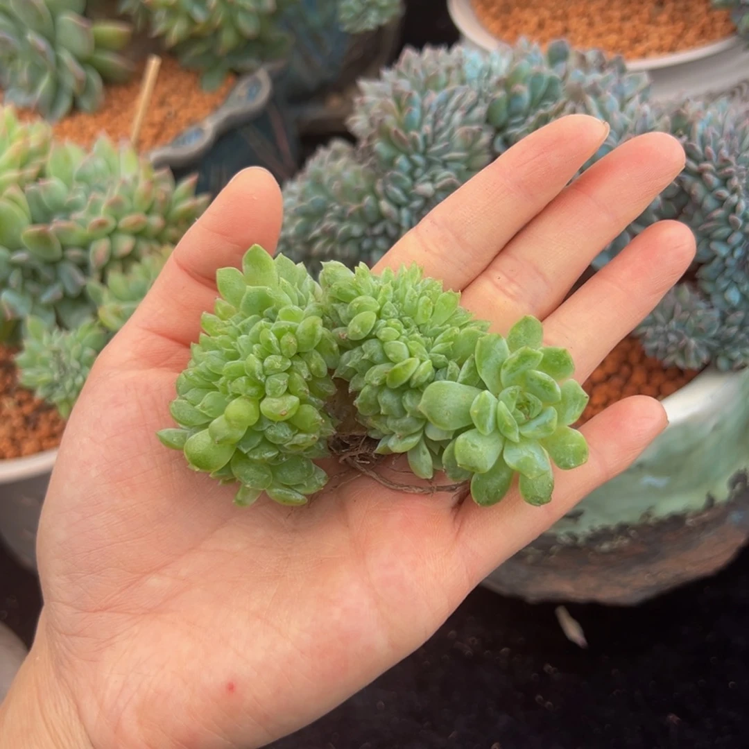 新年快乐新年快乐