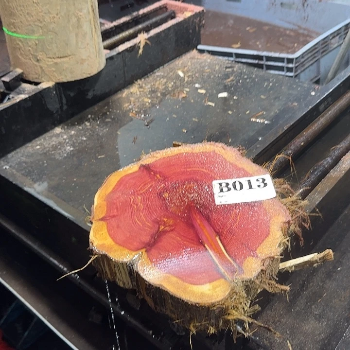 大果紫檀（缅甸花梨）血柏013