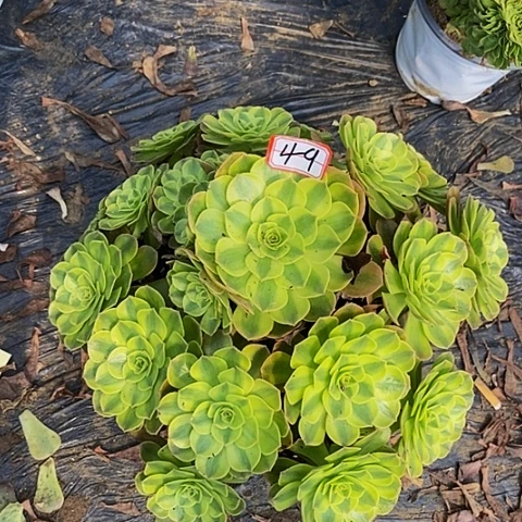 雨荷老桩捧花49号
