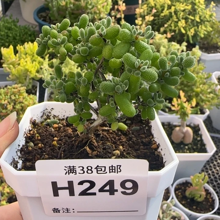 多肉植物枝干翡翠7方