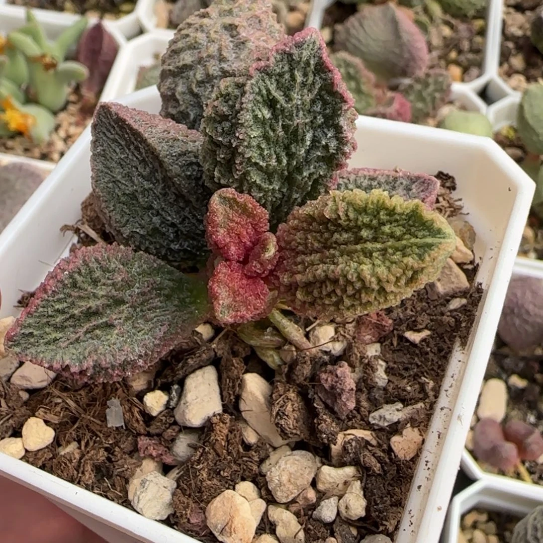 牧鱼水泡多肉植物