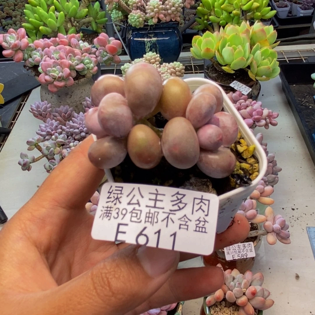 611糖豆奶多肉4c m