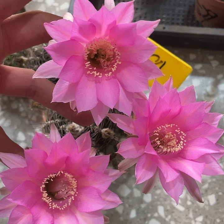 181号双头摘花脱土
