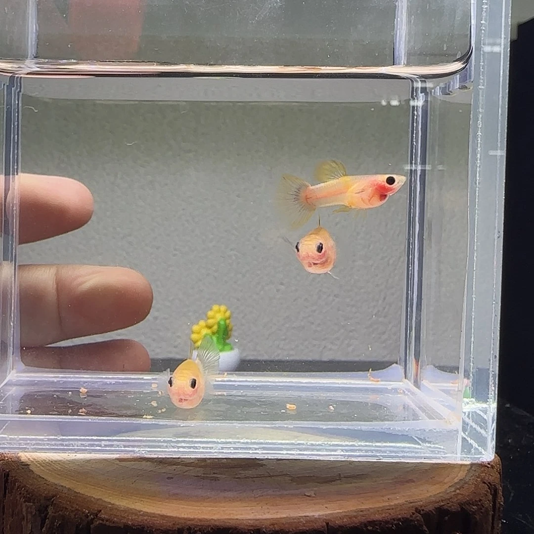 孔雀鱼幻彩粉猫带胎一组21