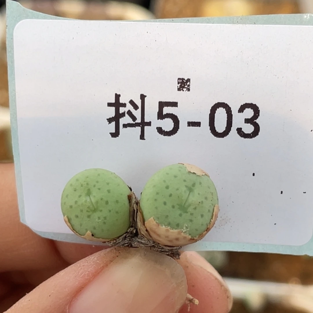 5-3奶油嘴多肉植物