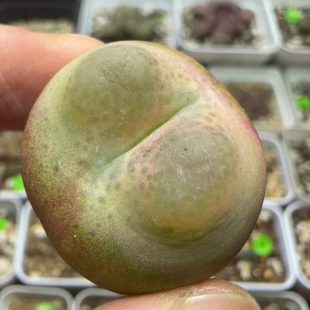 2.6+漂亮多肉植物348