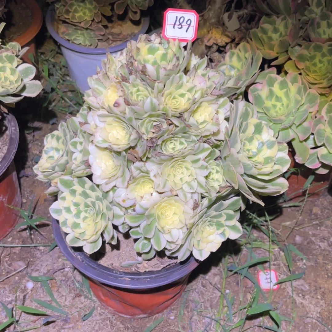 189多肉植物迈巴赫