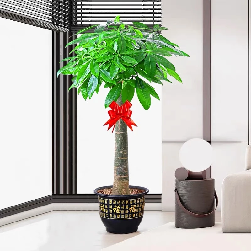 【送货上门】1.米-1.3米单杆发财树乔迁开业送礼室内大型盆栽绿植