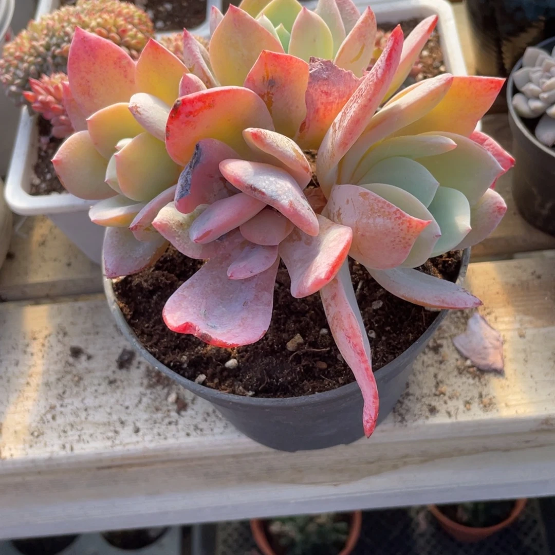 糖****0511  国版奶茶  六月六