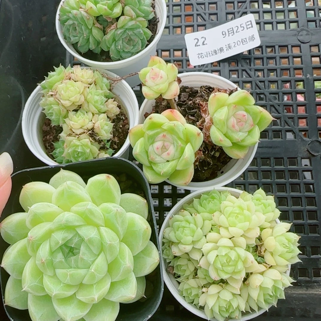 子***轩花语逸镜0925-22一筐散