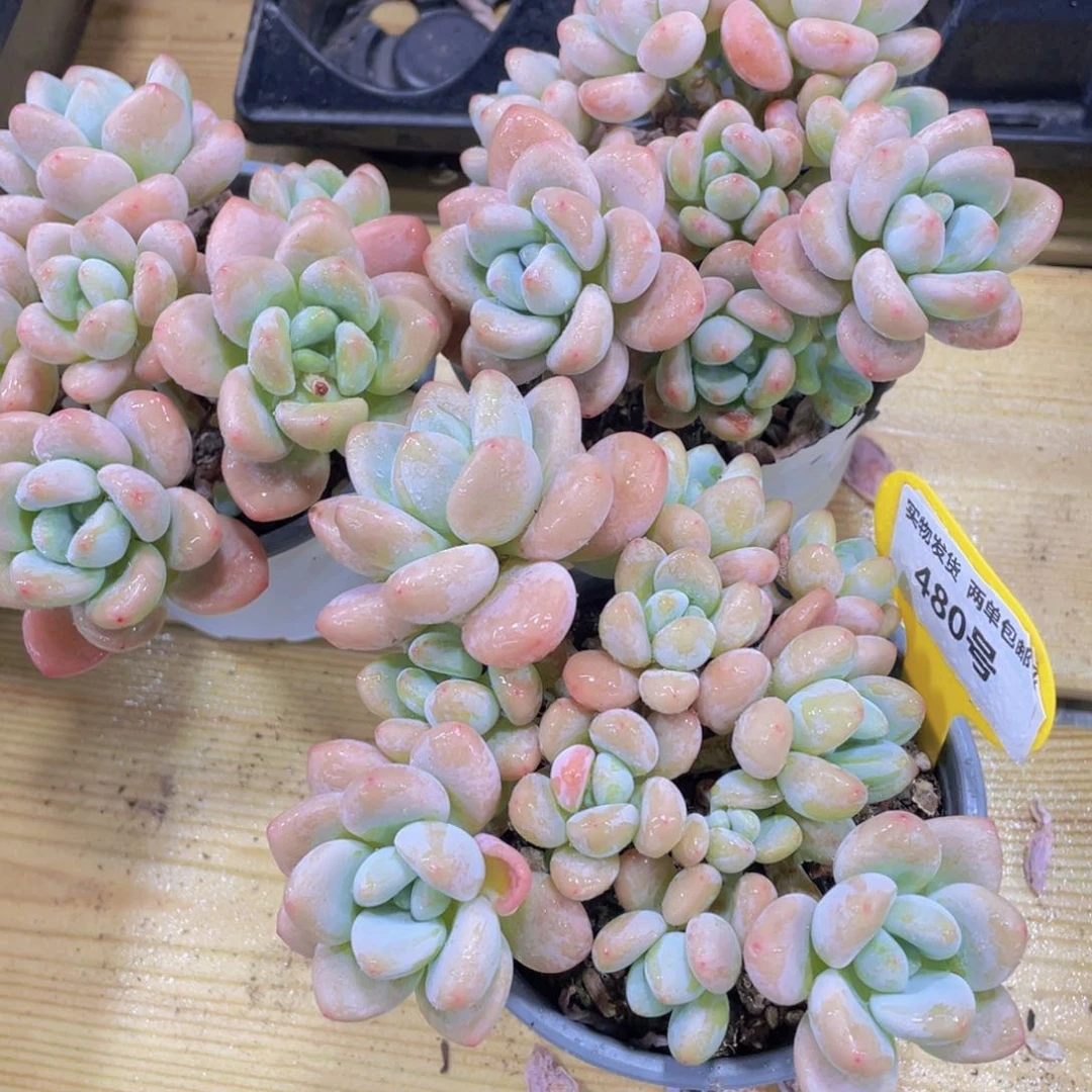 480号 老桩捧花洛神大群一个