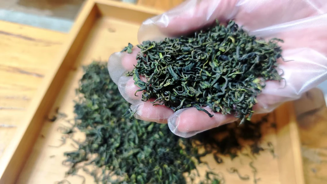 头山云雾 山野茶 2025当季秋茶 绿茶