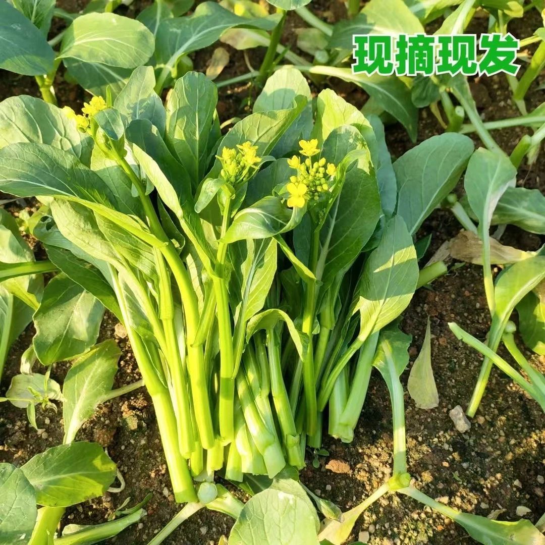 【顺丰包邮】潮州蔬菜潮汕本地农家时令菜心油菜花煲粥煮汤炒菜火锅
