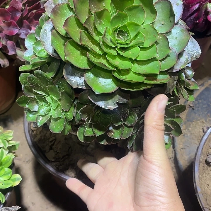 魅金玫瑰一颗脱土11.8