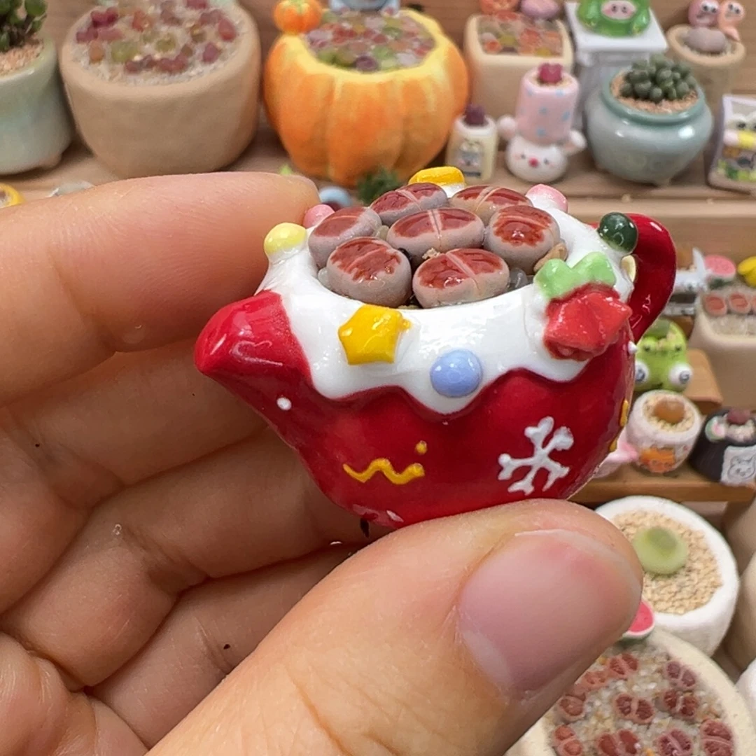 是***啦多肉植物8号红色组合