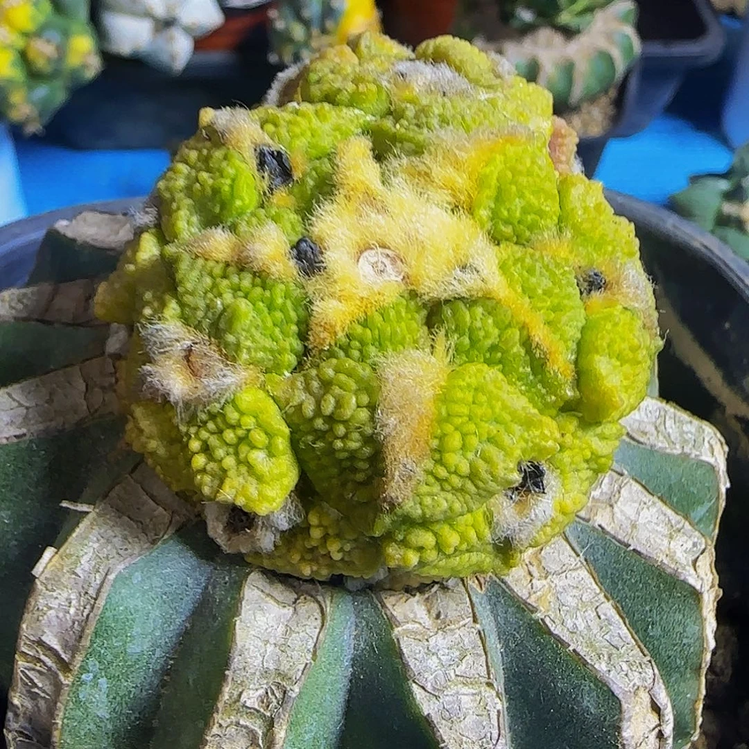 大尤黑牡丹锦965。