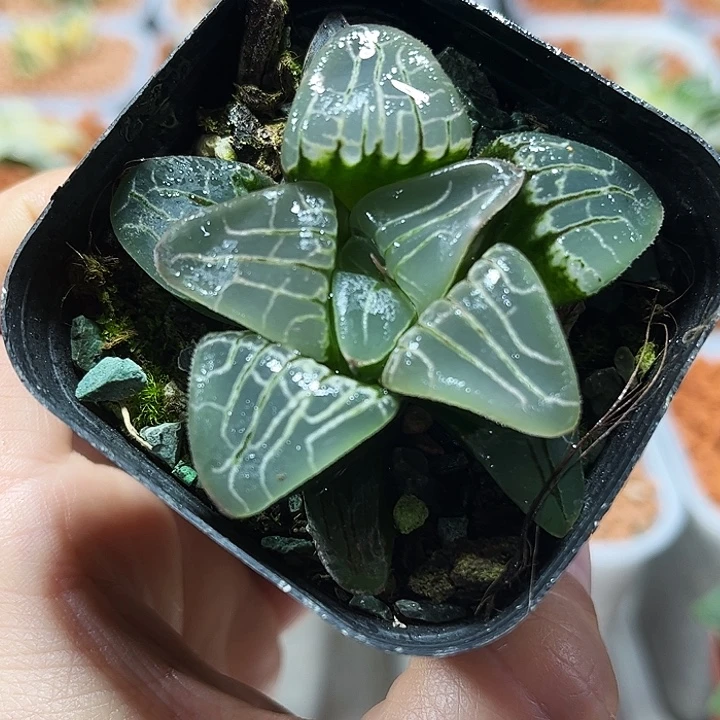 十二卷多肉粉红甜心