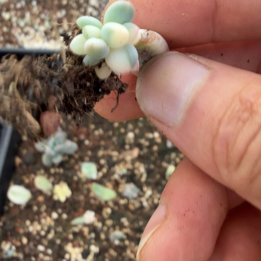 无名盲盒锦多肉锦