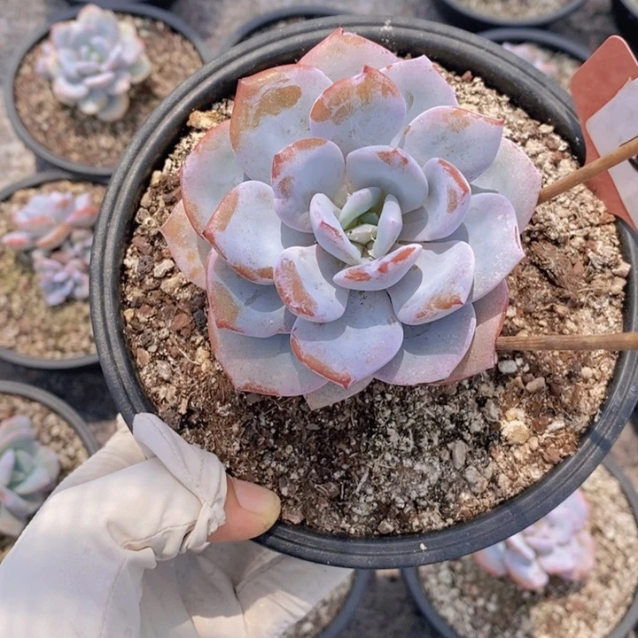 任****！13号多肉植物保护