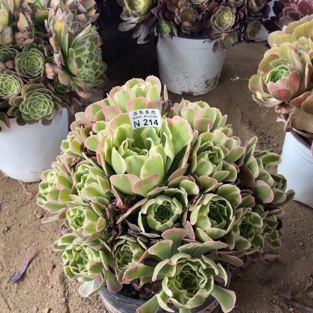 214粉玫瑰多肉法师断枝不包