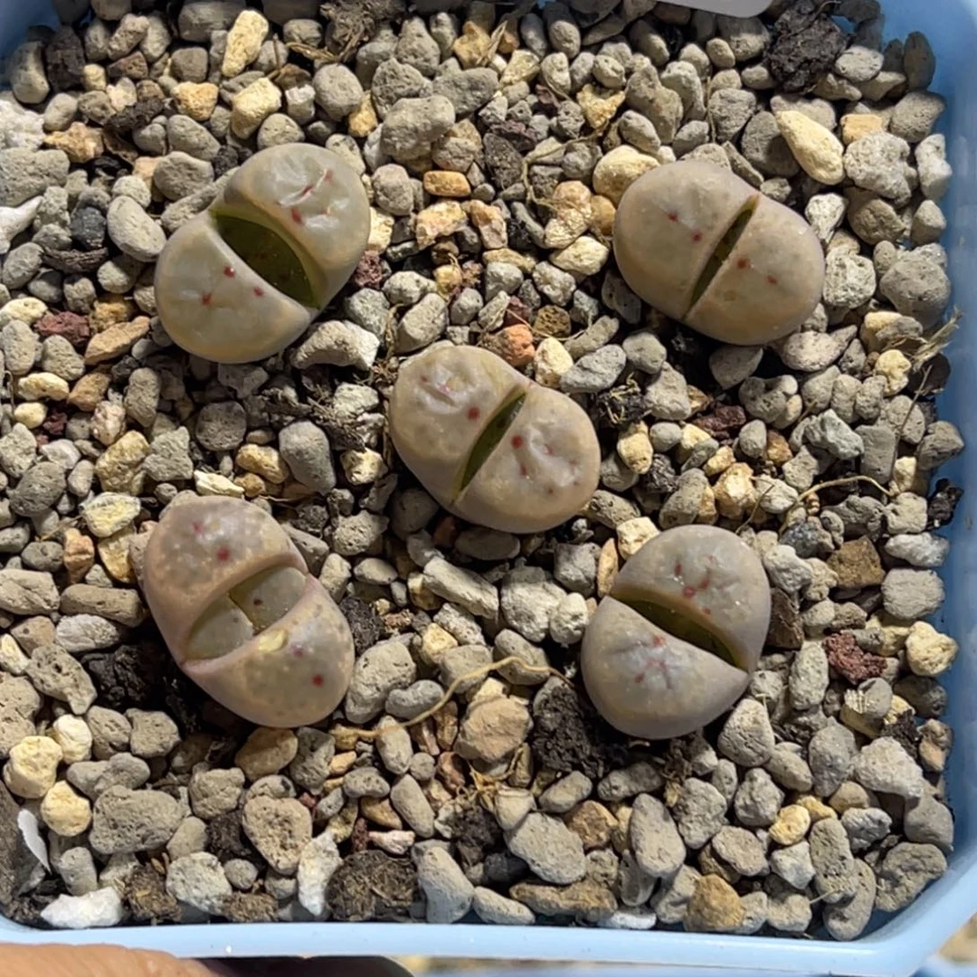 7692惜春5颗尺寸1.3