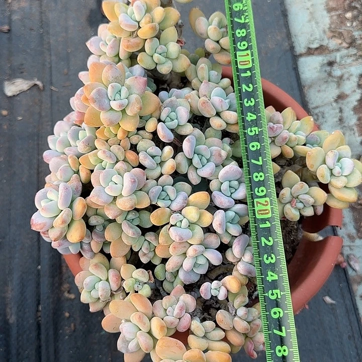 洛神901 多肉植物一物一拍