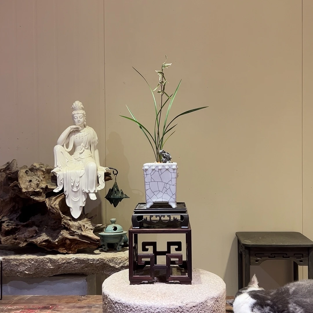 大部分花苞少量开放细叶寒兰