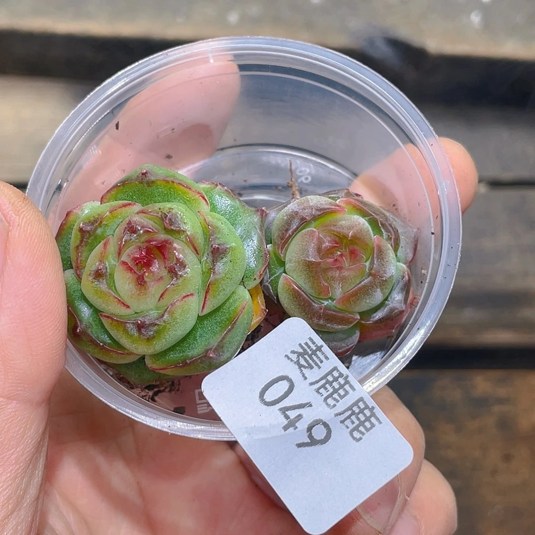 好***！049。定。