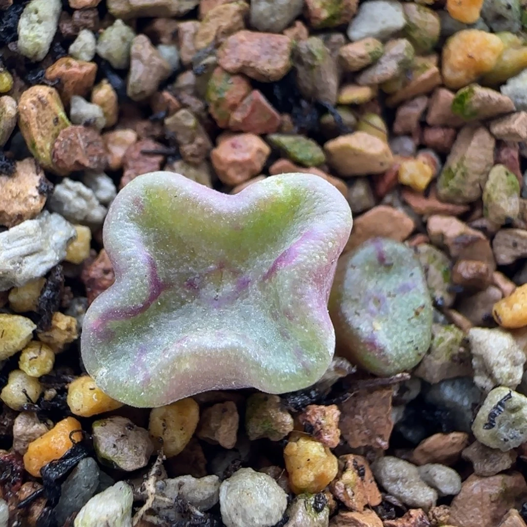 12-12-5-2双十二福利新品花瓣方碗脱土