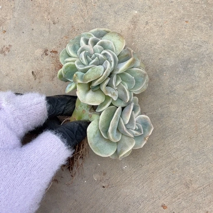 烟***晨10厘米左右一物一拍的