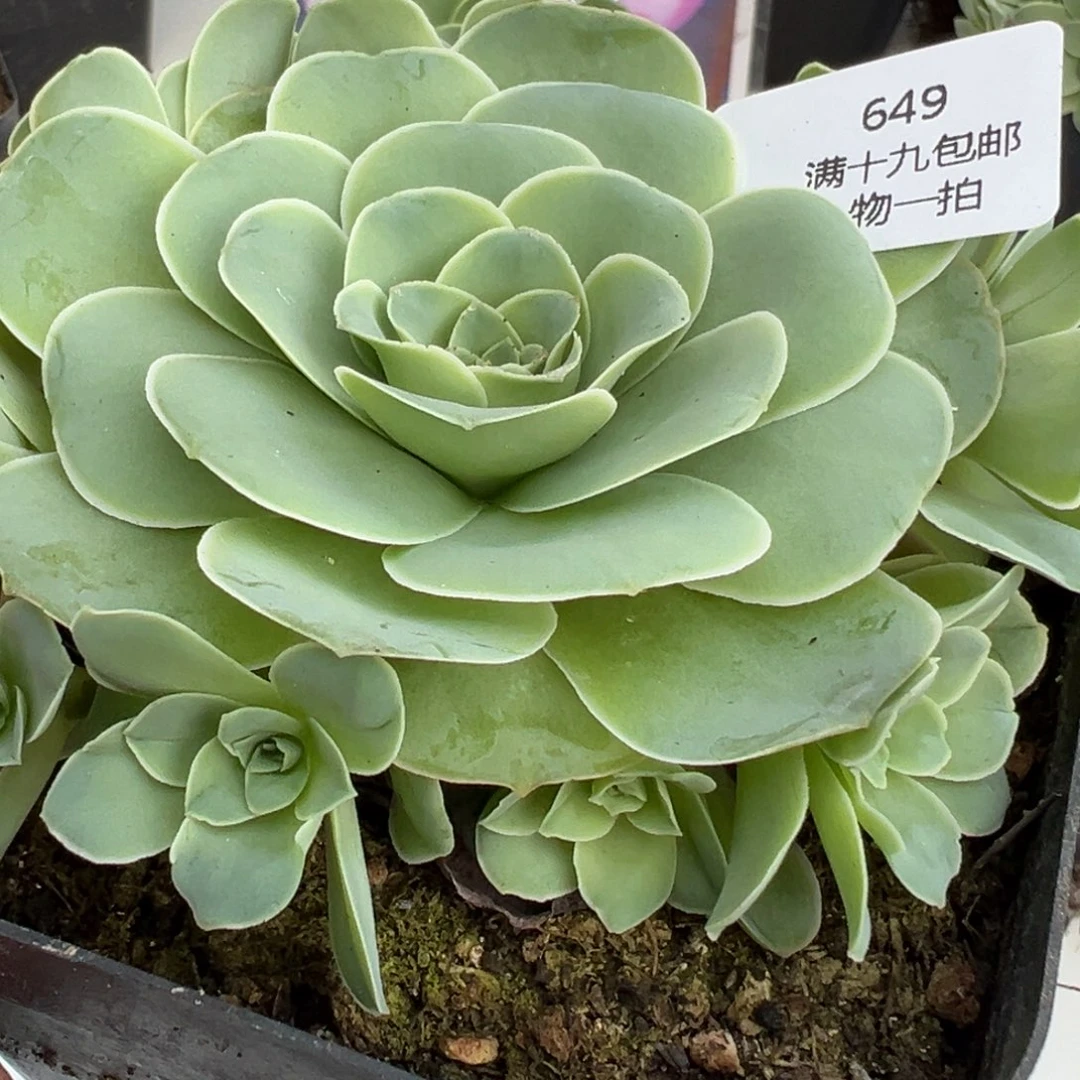 649 山地玫瑰基地带盆土